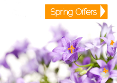 Spring offers on online courses